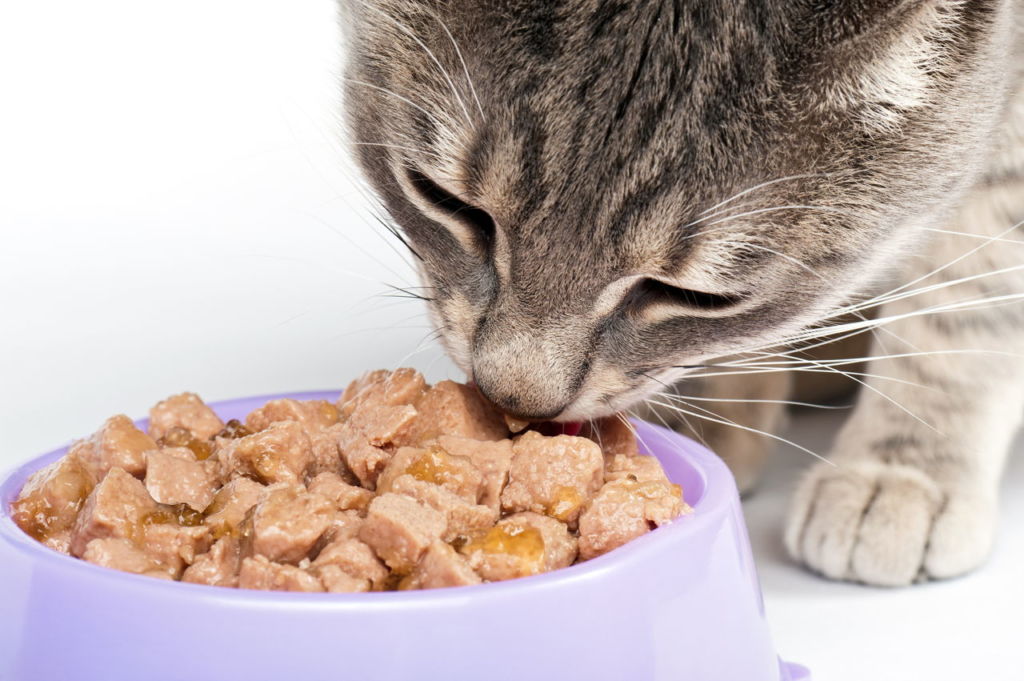 Как правильно кормить кошку Влажным кормом?